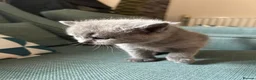 British Shorthair cats for sale: 4 adorable kittens remaining ready for a new home - Advert 12