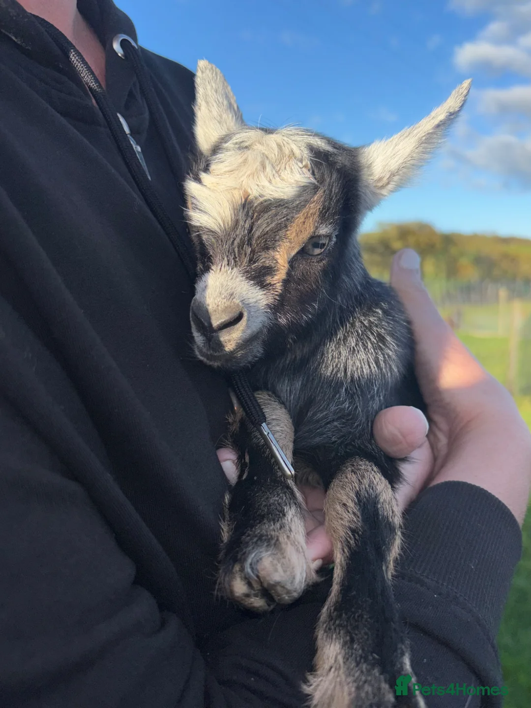 Goats livestock for sale: Gorgeous Pygmy Goats for sale - Advert 1