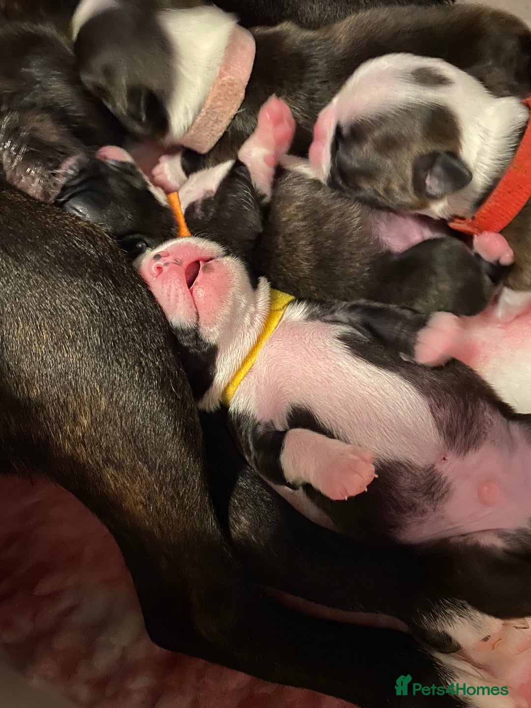 Boston Terrier dogs for sale:  🩷 KC reg gorgeous Boston terrier puppies  💙 - Image 8