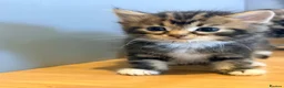 Mixed Breed cats for sale: Kittens for sale  - Advert 14