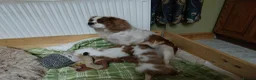 Cavalier King Charles Spaniel dogs for sale: Home bred Cavalier King Charles spaniel puppies - Advert 1
