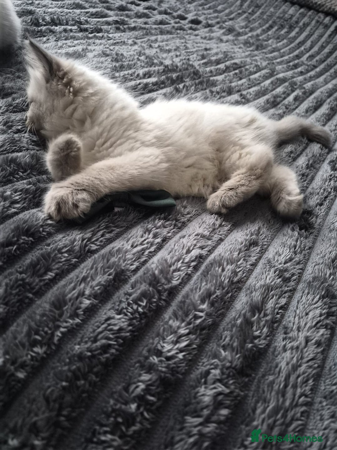 Ragdoll cats for sale: Adorable Ragdoll Kittens GCCF  Active registered  - Advert 14