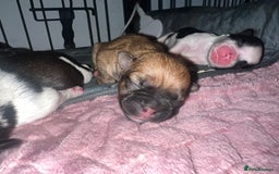 Mixed Breed dogs for sale: Shih tzu x Bichion  - Image 3