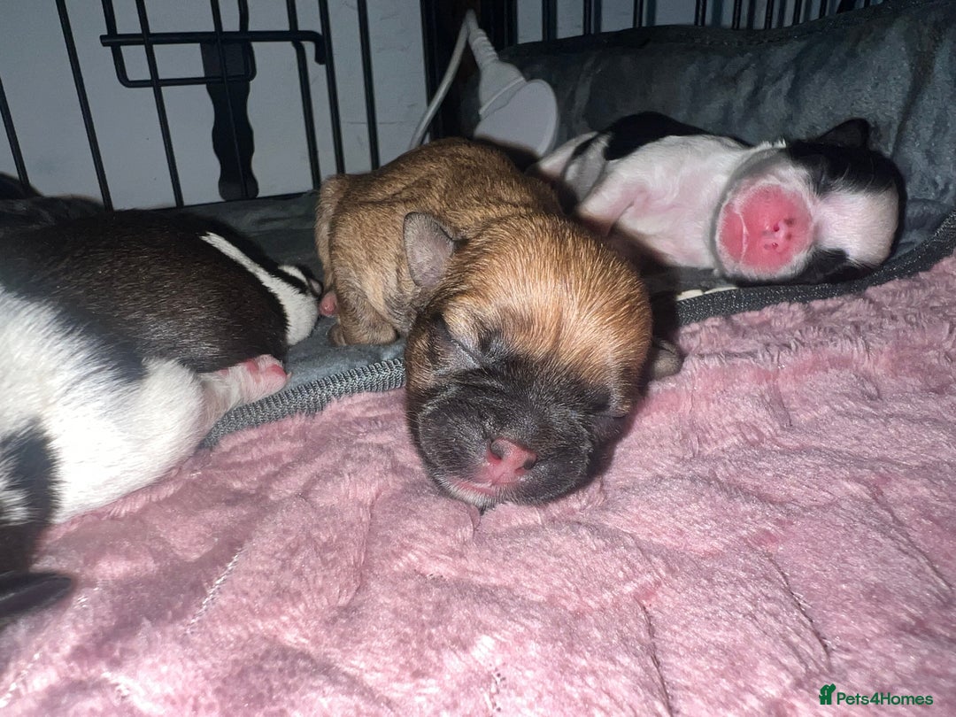 Mixed Breed dogs for sale: Shih tzu x Bichion  - Image 3