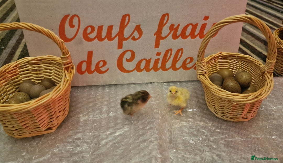 Quail poultry for sale: Chinise painted quail  - Image 4