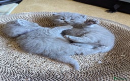British Shorthair cats for sale: Beautiful fluffy British blue babies ready at  **  - Advert 21