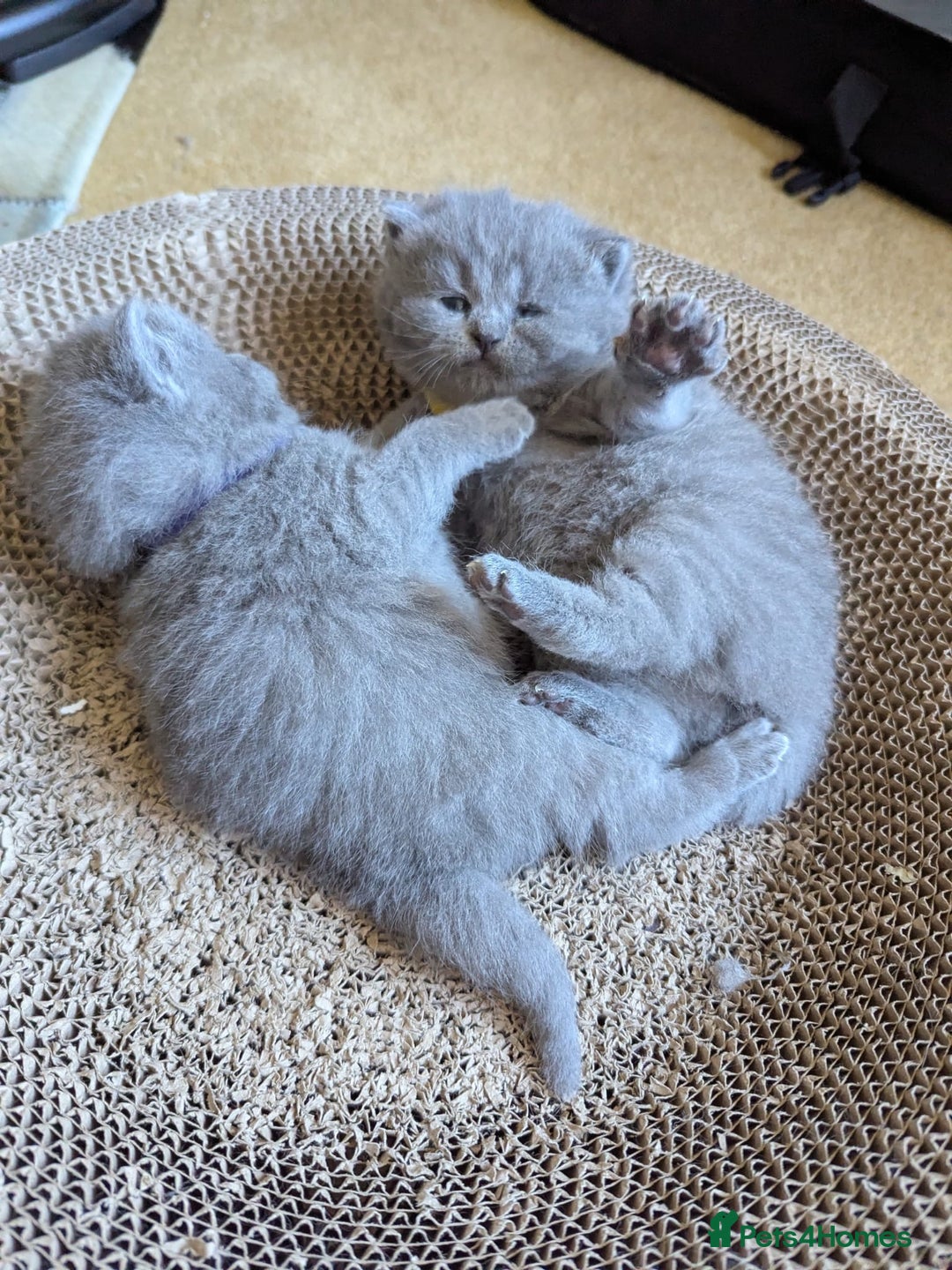 British Shorthair cats for sale: Beautiful fluffy British blue babies ready at  **  - Advert 21