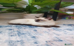 Ragdoll cats for sale: 💖Beautiful GCCF Registered Ragdoll Kittens. - Image 2