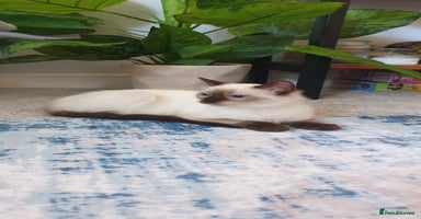 Ragdoll cats - Advert 10