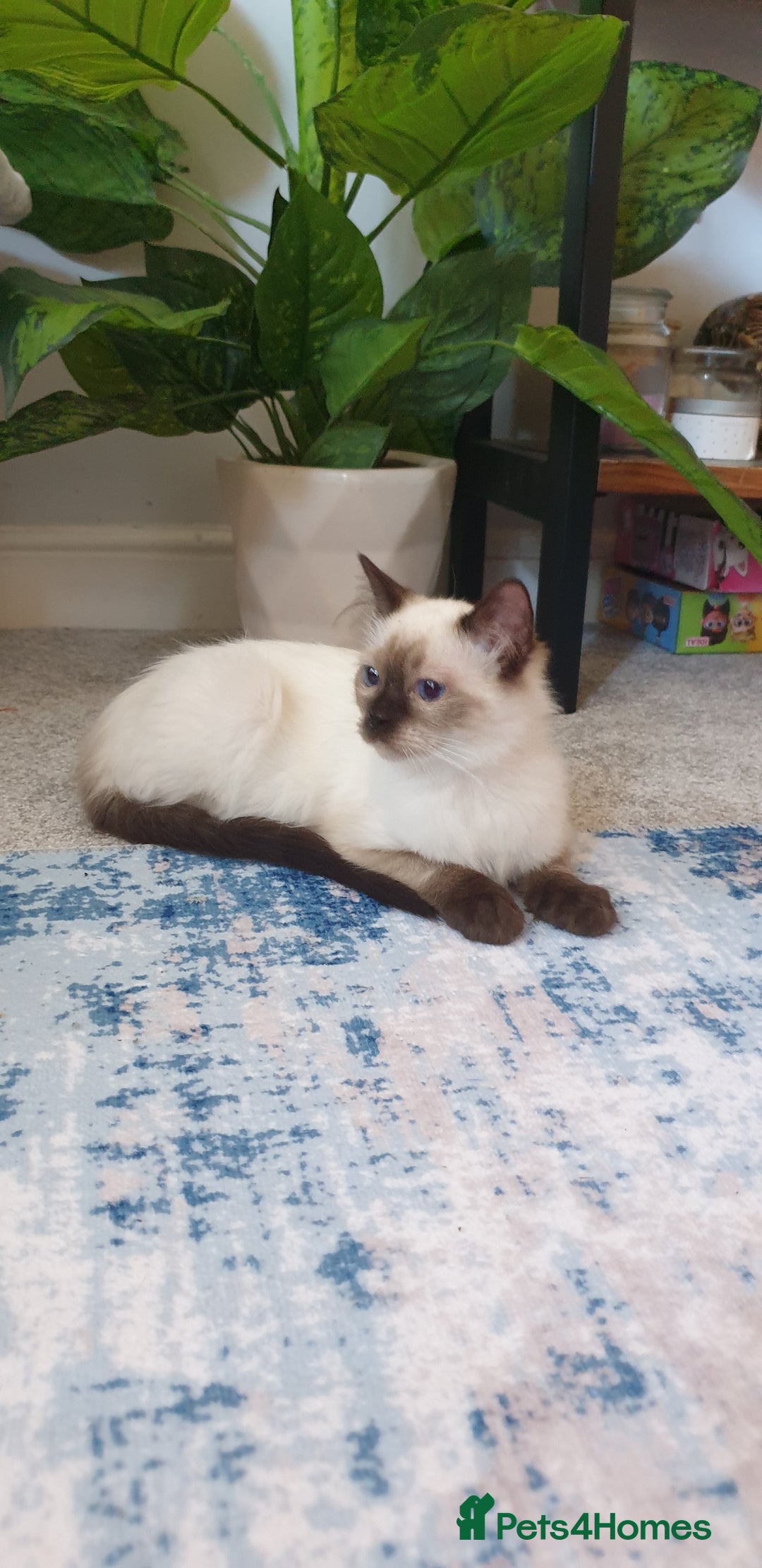 Ragdoll cats for sale: 💖Beautiful GCCF Registered Ragdoll Kittens. - Image 2