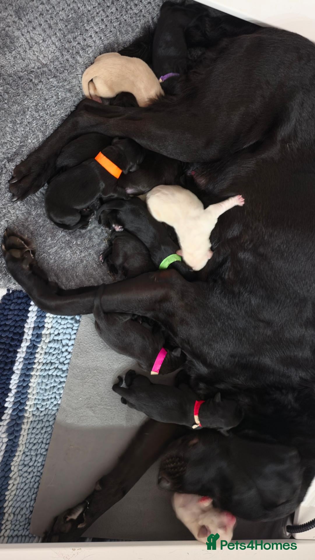 Labrador Retriever dogs KC Registered Labrador Pups  - Advert 2
