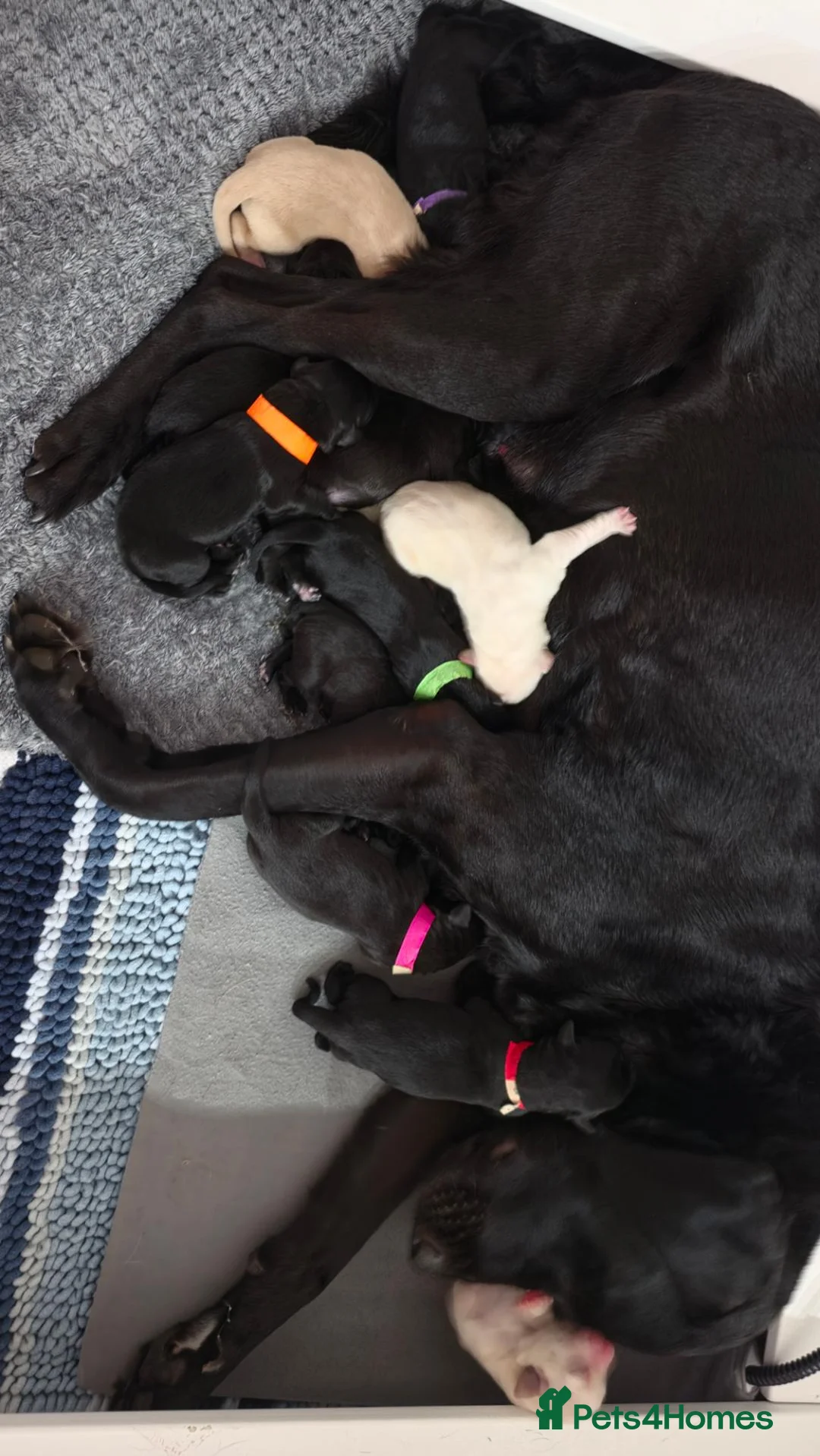 Labrador Retriever dogs for sale: KC Registered Labrador Pups  - Advert 2