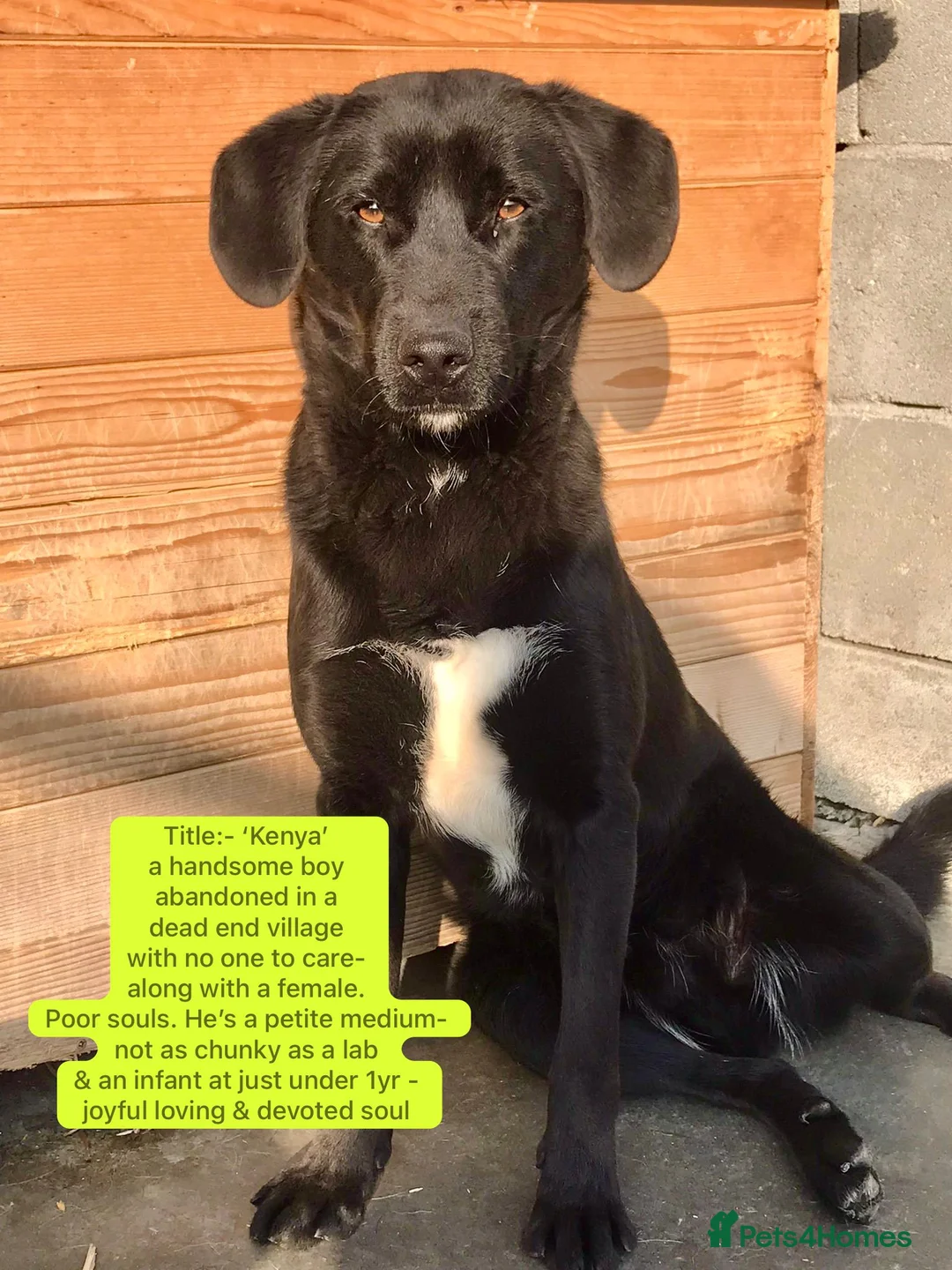 Mixed Breed dogs for adoption: Kenya, 2 yrs approx. Available for adoption. - Advert 1