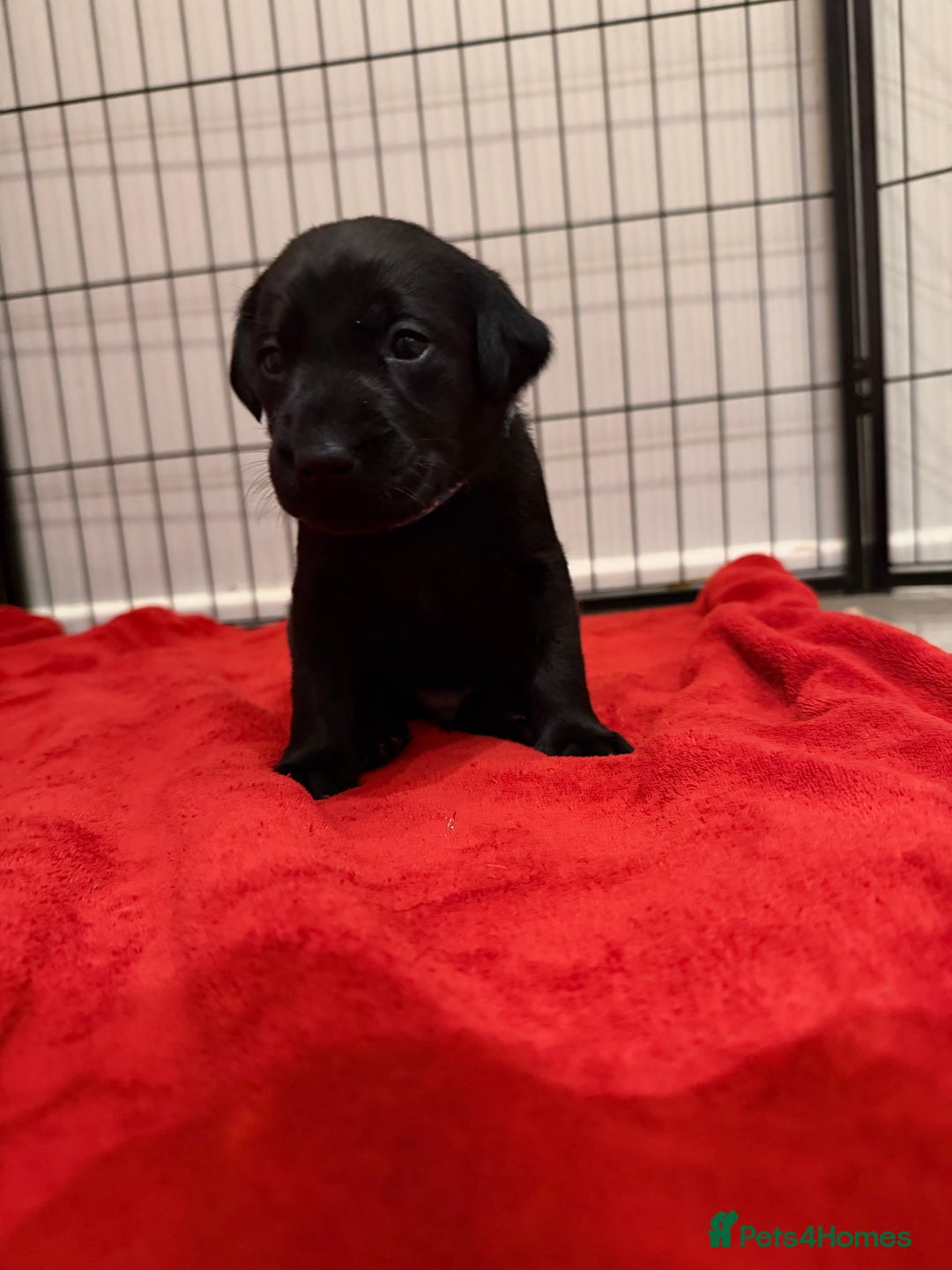 Labrador Retriever dogs for sale: Only 2 golden girls left! Ready for forever homes! - Advert 28