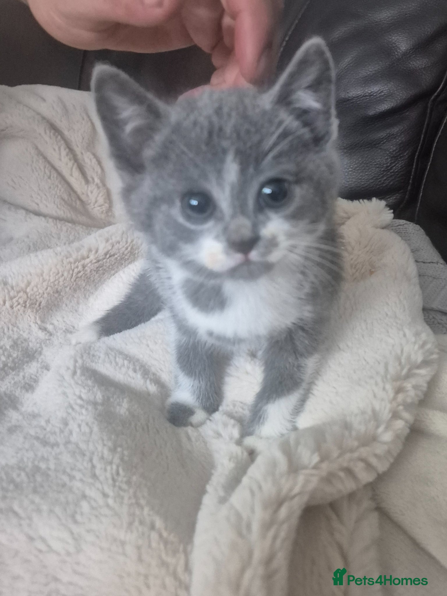 Mixed Breed Kitten 3