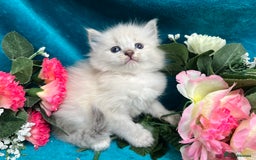 Siberian cats for sale: 🩵🩵Stunning Siberian Neva Masquerade Babies🩵🩵 - Image 6