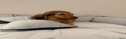 Miniature Dachshund dogs for sale: READY NOW Kc reg boys & girls - Advert 25