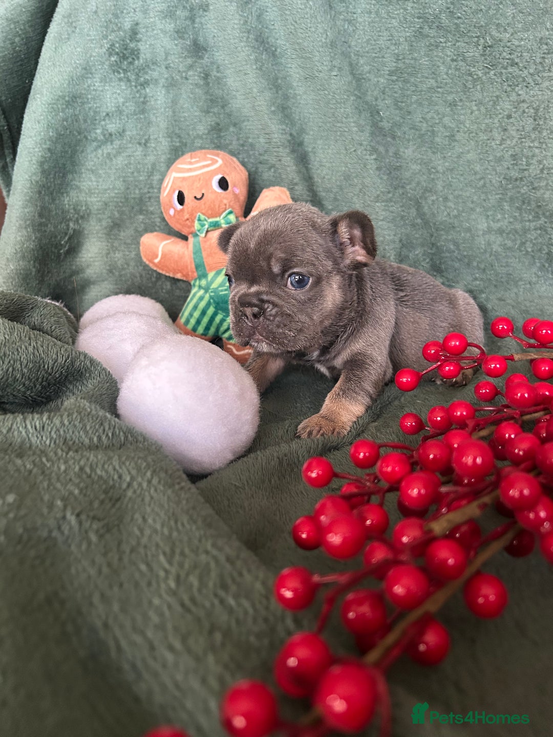 French Bulldog dogs for sale: Frenchies ⭐️ ready 24/12/2025 - Advert 4