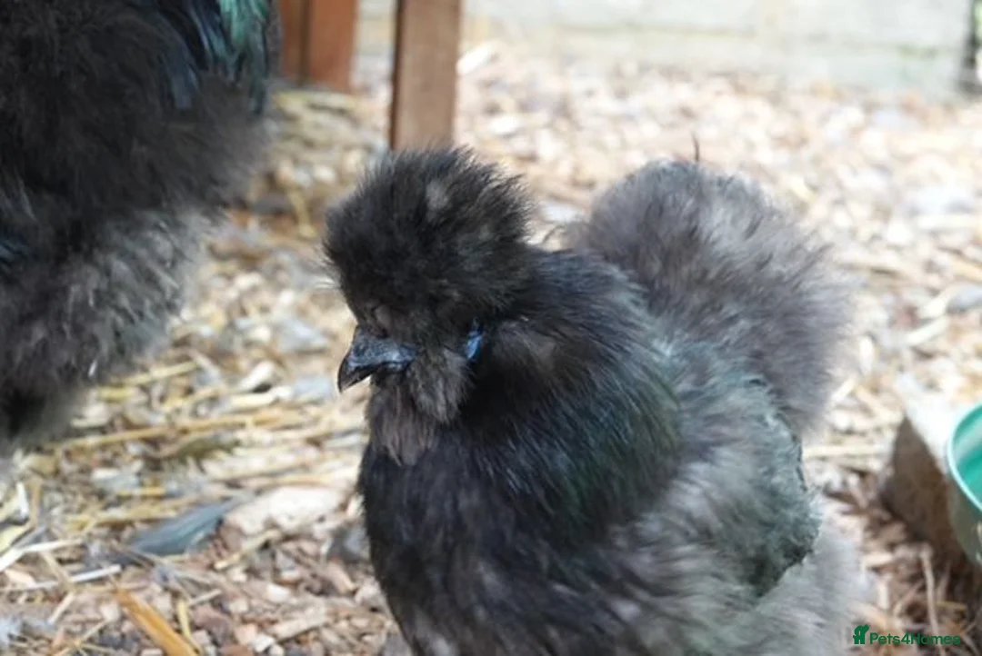 Chickens poultry for sale: Silkie chickens - Advert 6