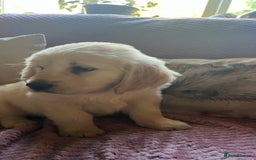 Golden Retriever dogs for sale: Golden Retriever huge big boned male puppy - Advert 14