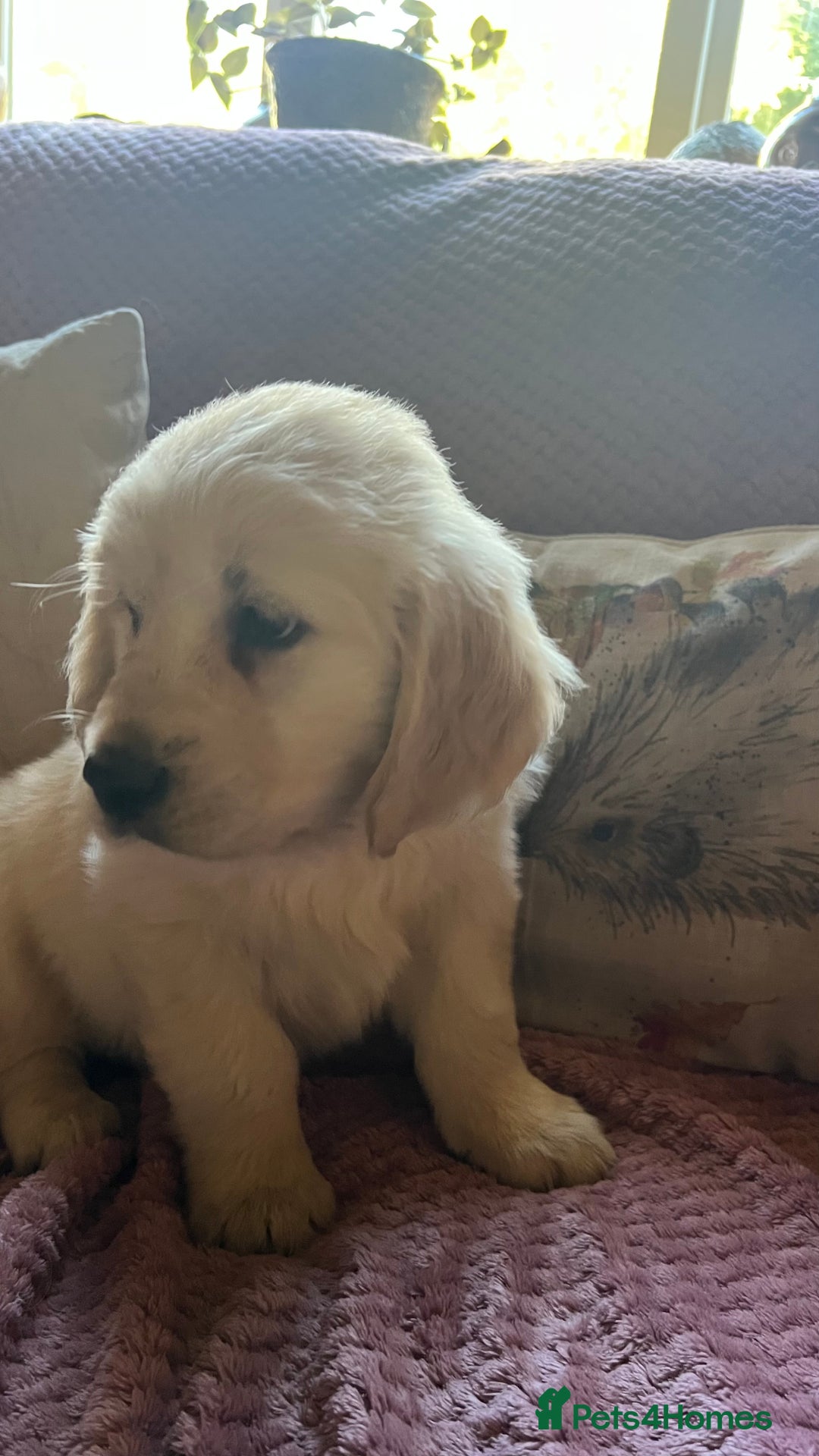 Golden Retriever dogs for sale: Golden Retriever huge big boned male puppy - Advert 14