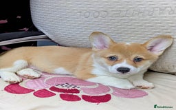 Welsh Corgi Pembroke dogs for sale: 3 Cuddly Corgi Pups for Sale; 2 males, 1 female - Image 1