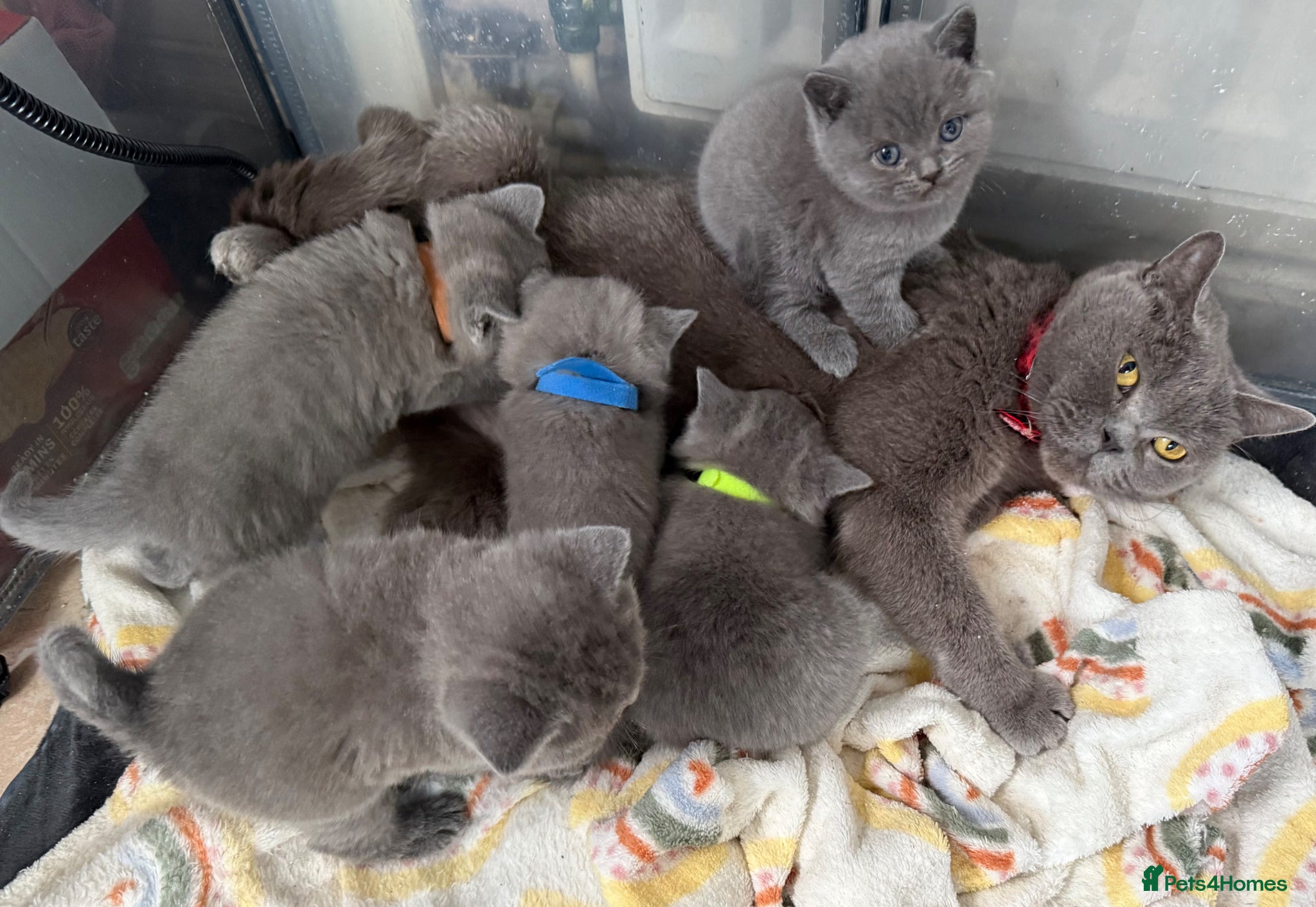 British Shorthair cats British shorthair kittens - Advert 4