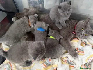 British Shorthair cats British shorthair kittens - Advert 4