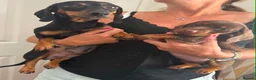 Miniature Dachshund dogs for sale: Beautiful Miniture Dachshund Babies - Advert 12