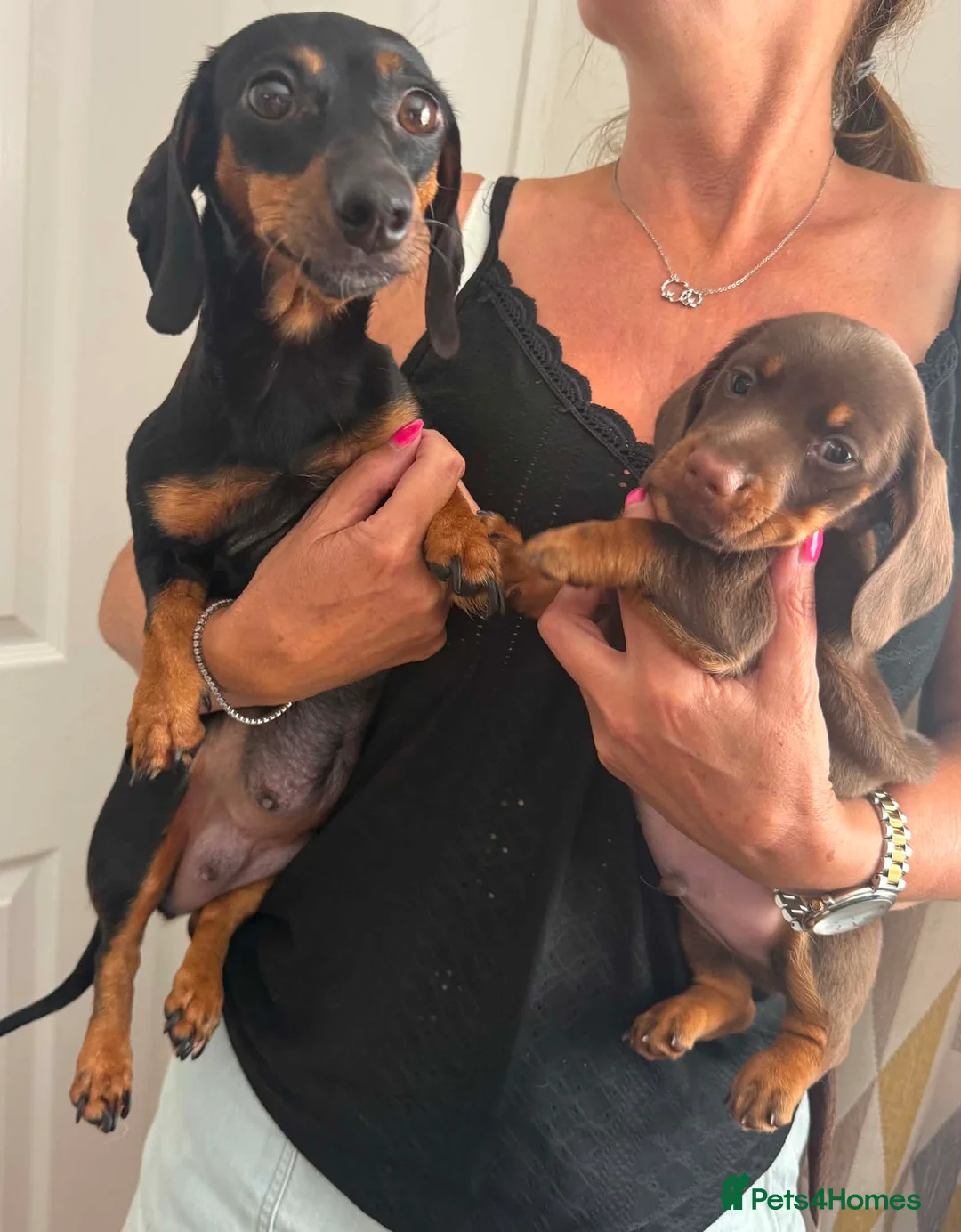 Miniature Dachshund dogs for sale: Beautiful Miniture Dachshund Babies - Advert 12