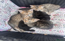 British Shorthair cats for sale: Beautiful fluffy kittens ready in 2 weeks  - Image 1