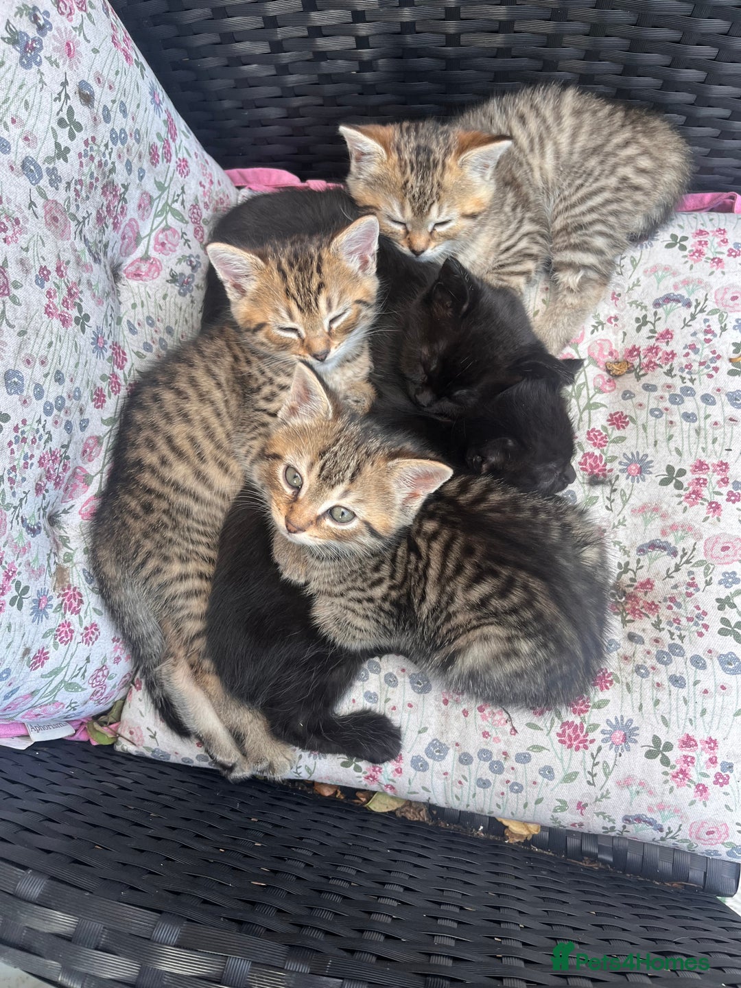 British Shorthair cats for sale: Beautiful fluffy kittens ready in 2 weeks  - Image 1
