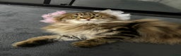 Kurilian Bobtail cats for sale: Young adult spayed Kurilian bobtail for 5* home - Advert 5