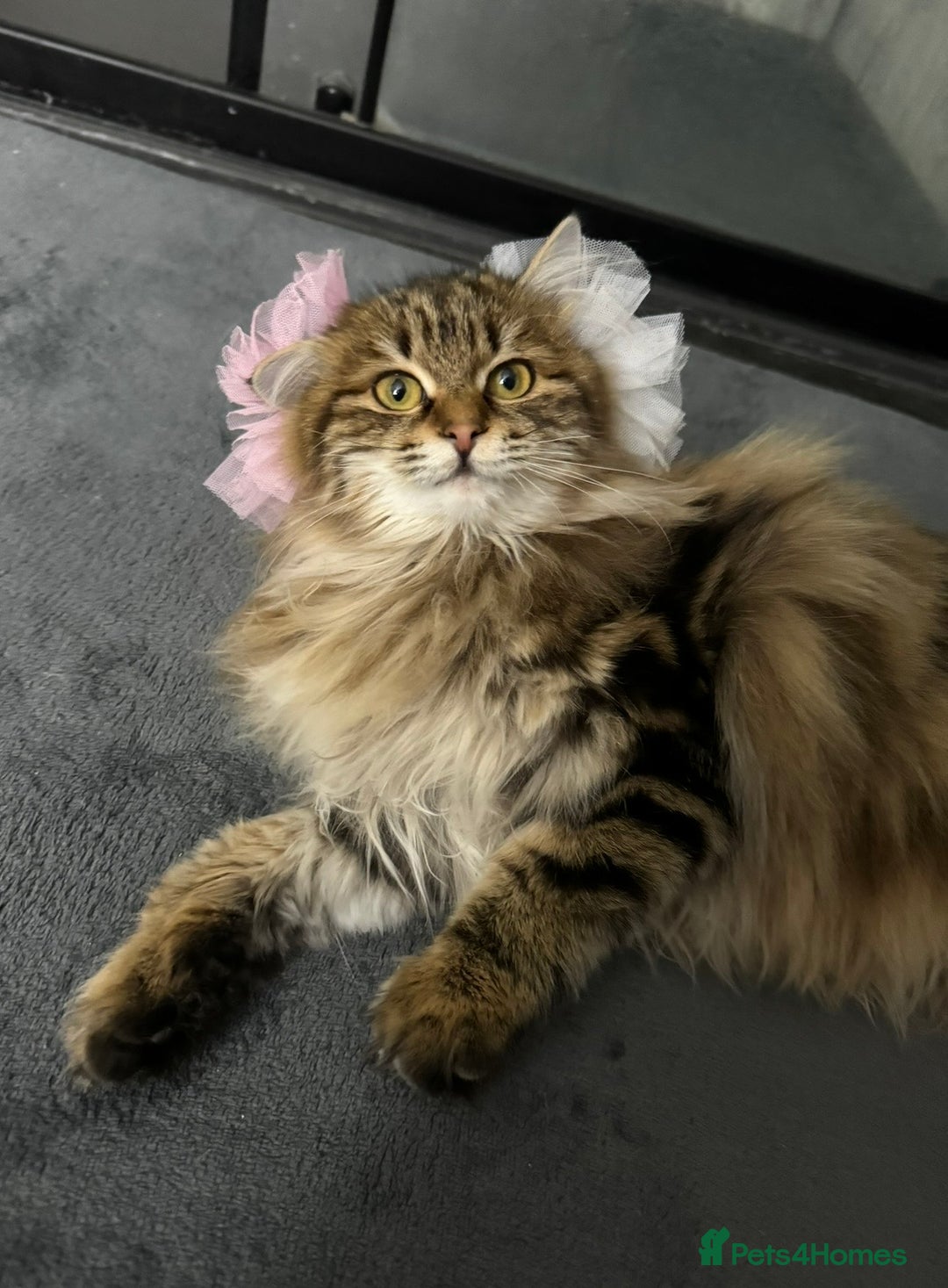 Kurilian Bobtail cats for sale: Young adult spayed Kurilian bobtail for 5* home - Advert 5