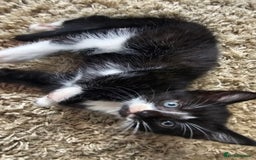 British Shorthair cats for sale: Brittish short hair cross main coon kittens - Image 8