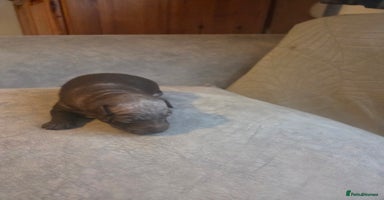 Mexican Hairless dogs - Advert 2