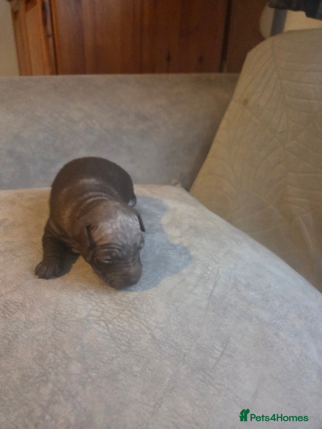 Mexican Hairless dogs for sale: American hairless terrier - Image 4