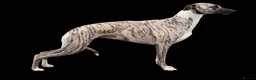 Whippet dogs for sale: KC Registered whippet puppies  - Advert 13