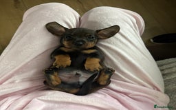 Dachshund dogs for sale: 8 dachshund puppies  - Image 31