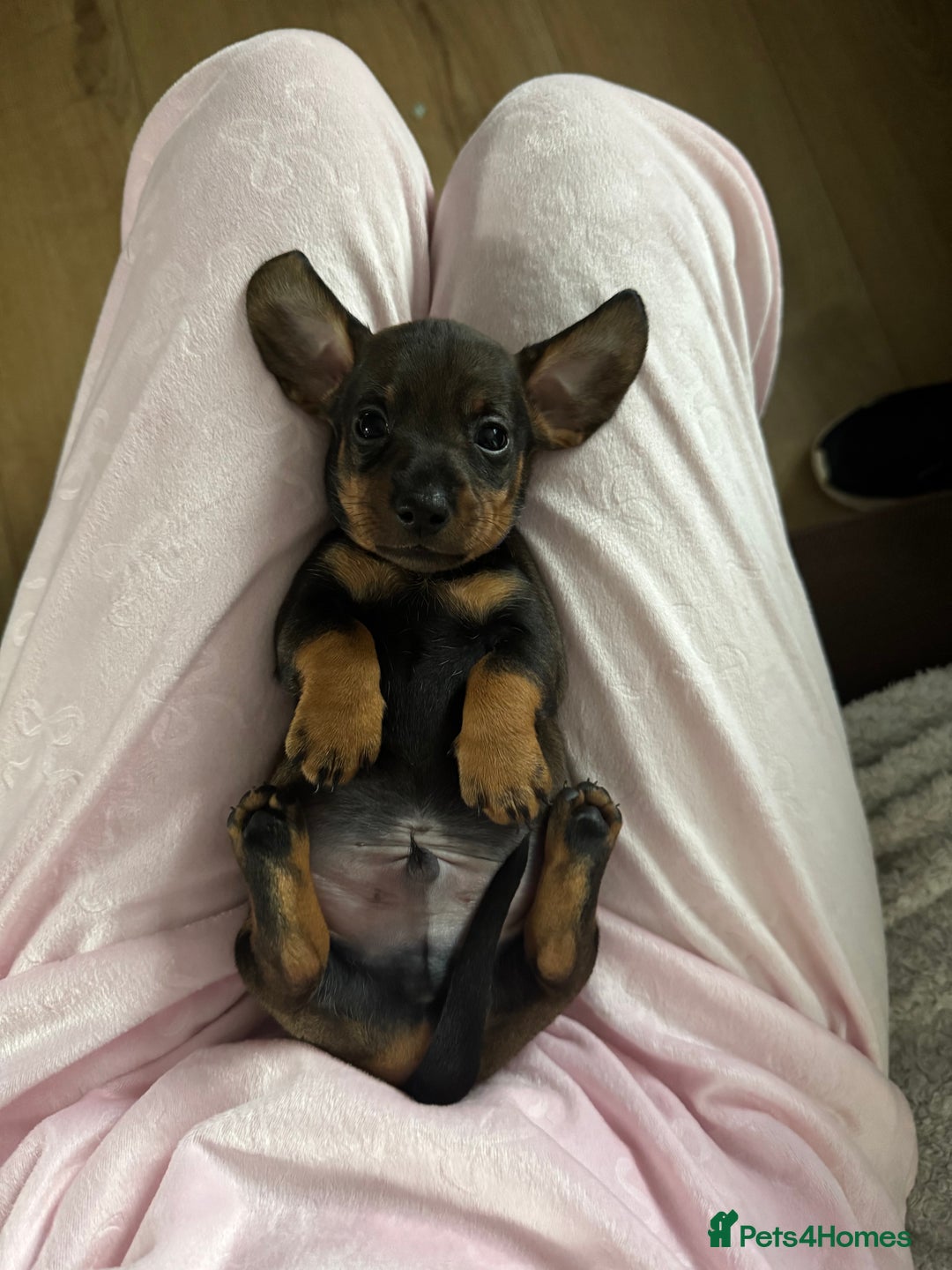 Dachshund dogs for sale: 8 dachshund puppies  - Image 31
