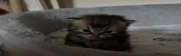 British Shorthair cats for sale: Pedigree British Shorthair  - Advert 9