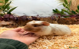 Guinea Pig rodents for sale: 🏡🐹 Multiple pretty Boys available 🐹🏡 - Image 7