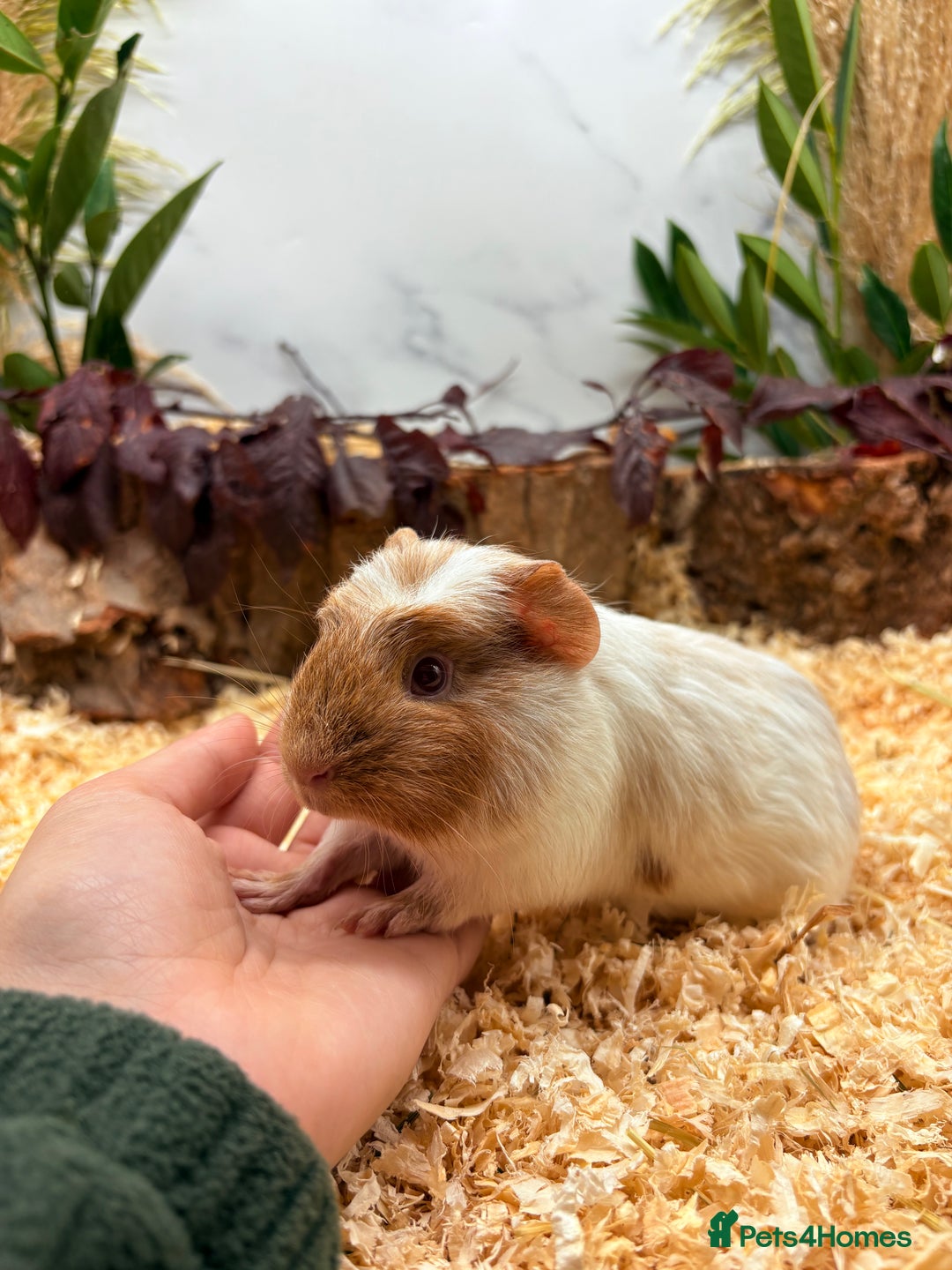 Guinea Pig rodents for sale: 🏡🐹 Multiple pretty Boys available 🐹🏡 - Image 7