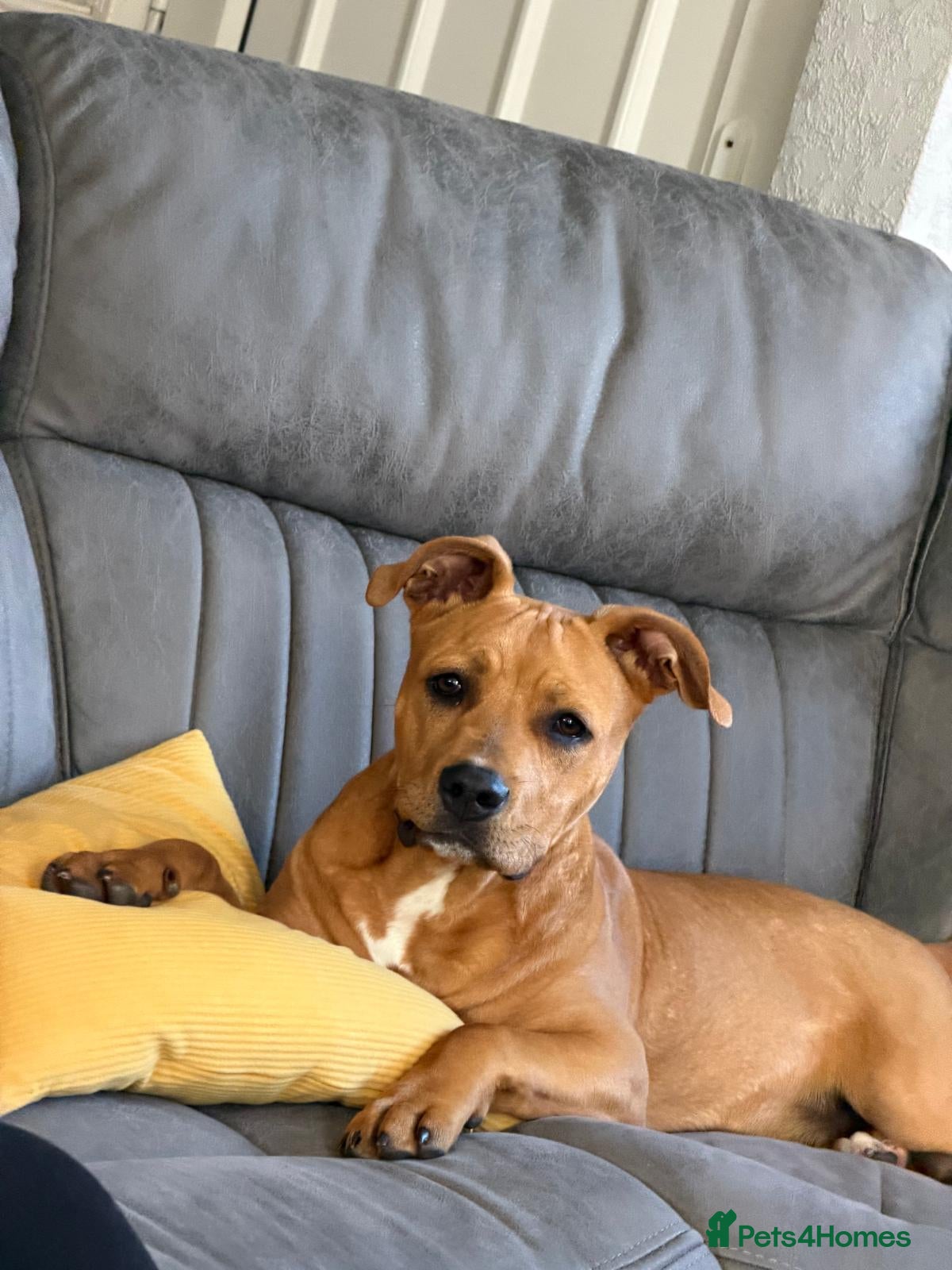 Mixed Breed dogs ❗️ AMERICAN STAFF X LURCHER GENTLE GIANT BOYCIE❗️ - Advert 1