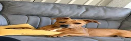 Mixed Breed dogs for sale: ❗️ AMERICAN STAFF X LURCHER GENTLE GIANT BOYCIE❗️ in Manchester - Advert 1