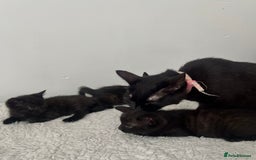 Domestic Shorthair cats for sale: 3 black kittens for sale  - Image 12