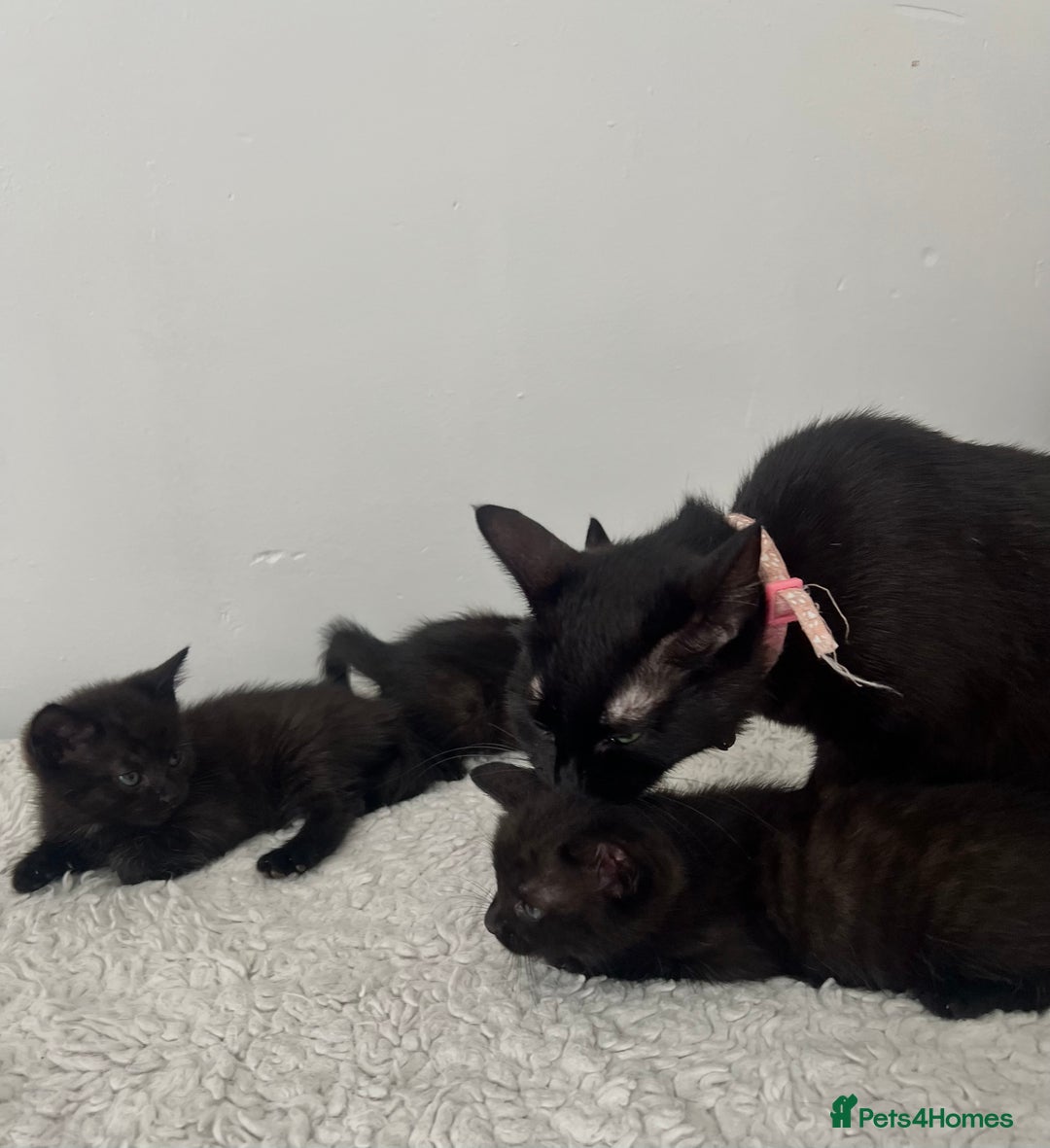 Domestic Shorthair cats for sale: 3 black kittens for sale  - Image 12