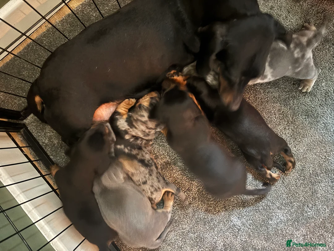 Miniature Dachshund dogs for sale: Beautiful colours, KC reg, PRA clear - Advert 3