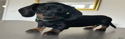 Miniature Dachshund dogs for sale: Reduced💜KC pedigree Mini Dachshund puppies - Advert 1