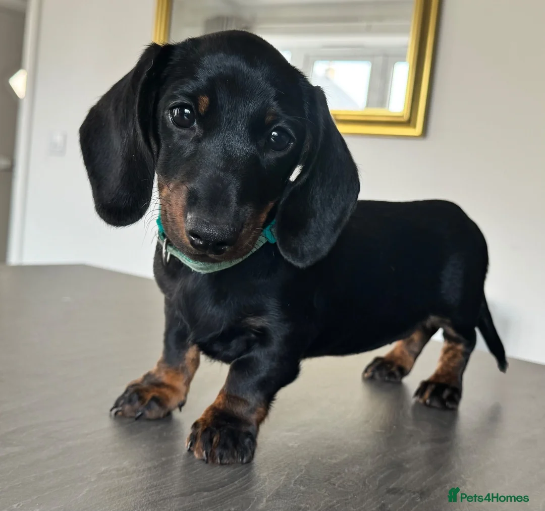 Miniature Dachshund dogs for sale: Reduced💜KC pedigree Mini Dachshund puppies - Advert 1